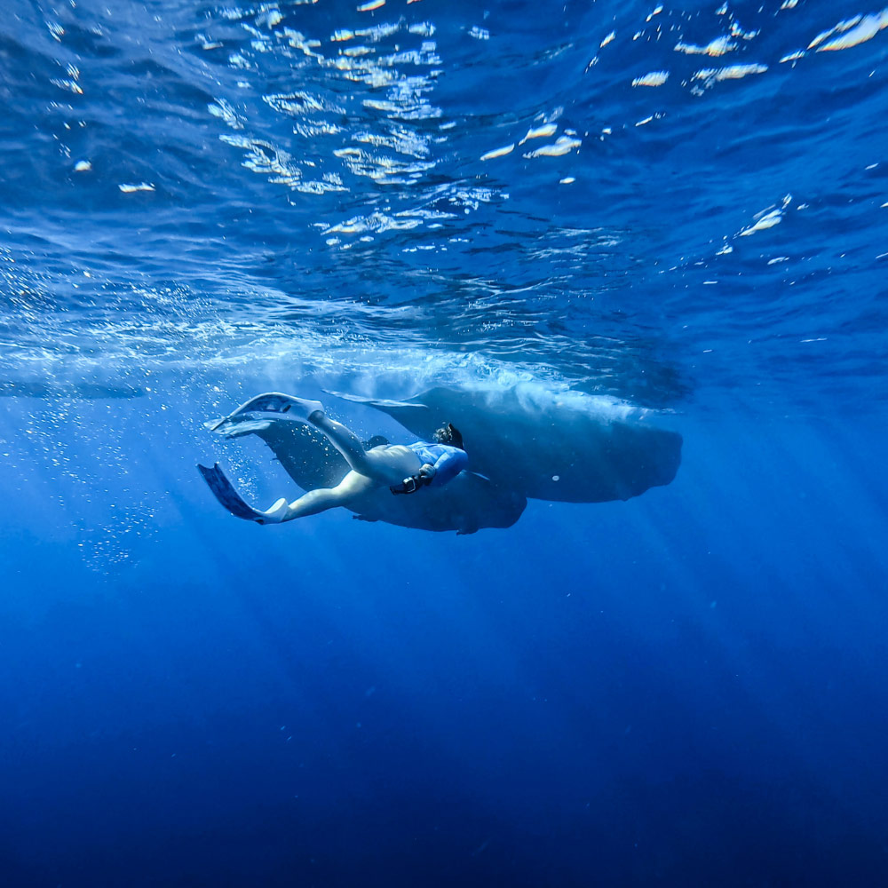 Retreat Mauritius: im Meer tauchen